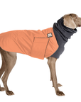 Weimaraner Winter Coat