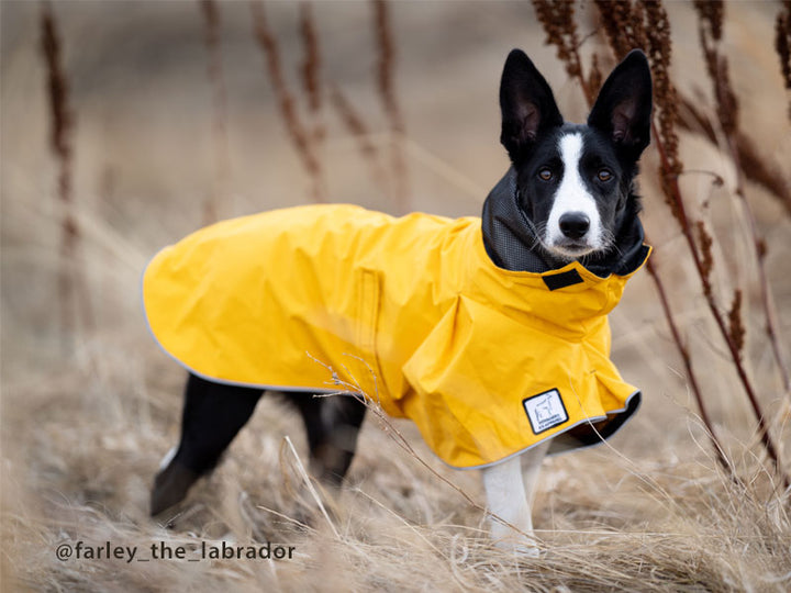 Made-to-Measure Voyager Dog Raincoat