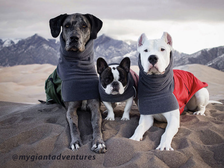 Great Dane, French Bulldog, and Doggo Argentino venture out in mountains: Voyagers K9 Apparel winter coats for warmth.