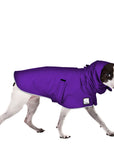 Rat Terrier Raincoat