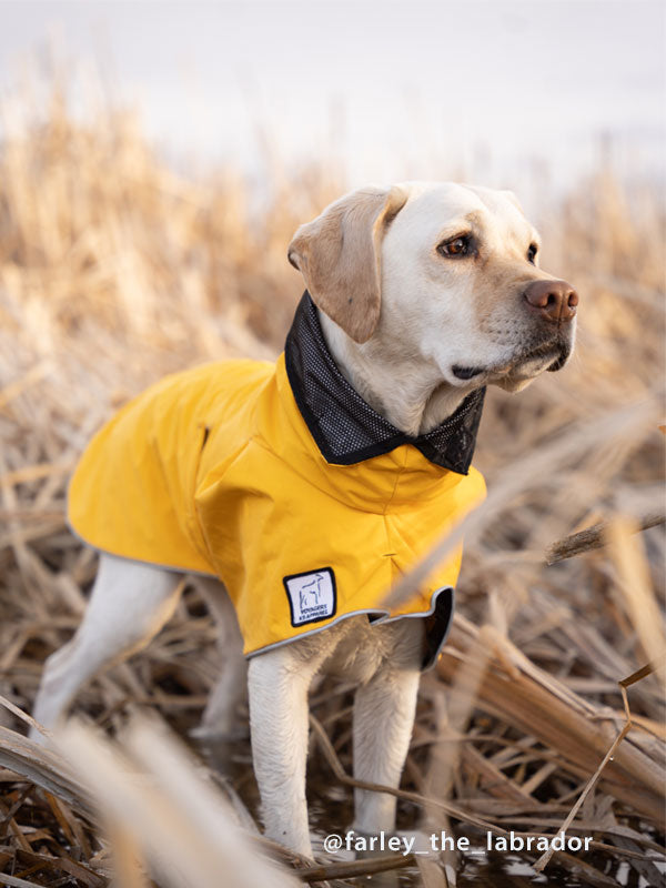 Voyagers K9 Apparel Labrador Retriever Rain Coat Courtesy @farley_the_labradorr