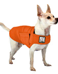 ReCoat ♻️ Like New: Chihuahua Tummy Warmer