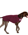 German Shorthaired Pointer Tummy Warmer - Voyagers K9 Apparel