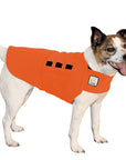 Jack Russell Terrier Tummy Warmer
