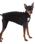 Miniature Pinscher Tummy Warmer