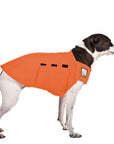 Rat Terrier Tummy Warmer