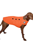 Vizsla Tummy Warmer