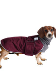 Dachshund Winter Coat (Burgundy) - Voyagers K9 Apparel