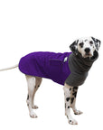 Dalmatian Winter Coat