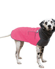 Dalmatian Winter Coat