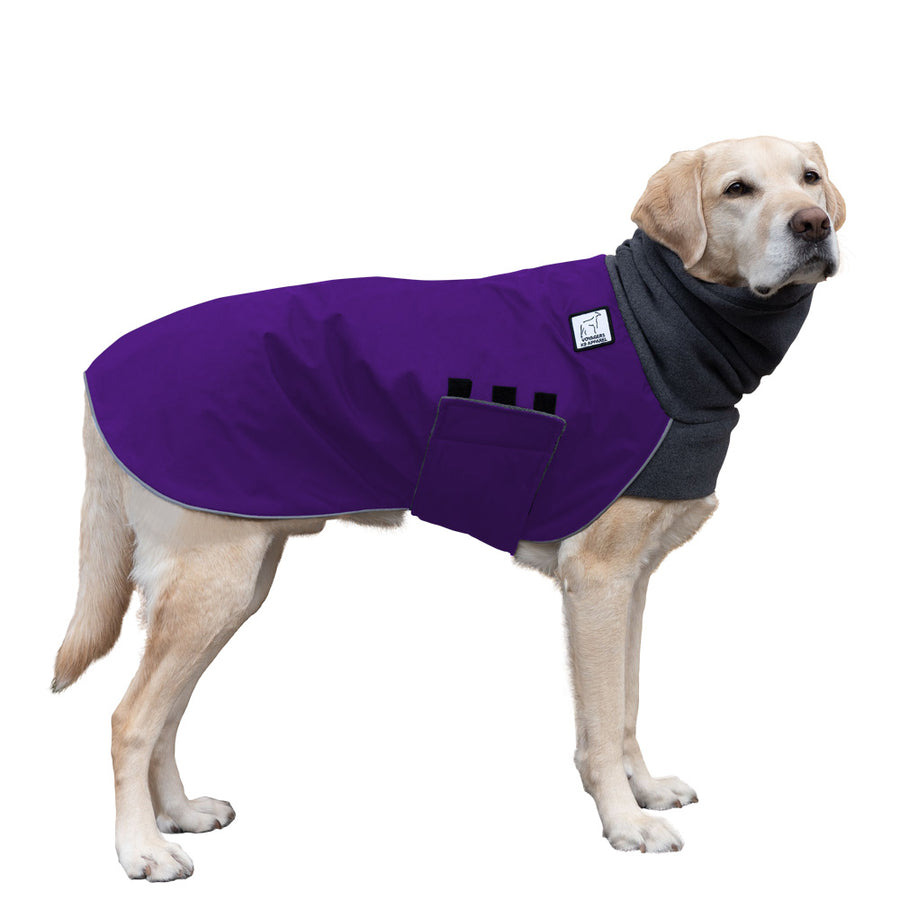 Labrador Retriever Winter Coat