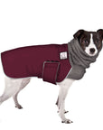 Rat Terrier Winter Coat (Burgundy) - Voyagers K9 Apparel