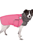 Rat Terrier Winter Coat