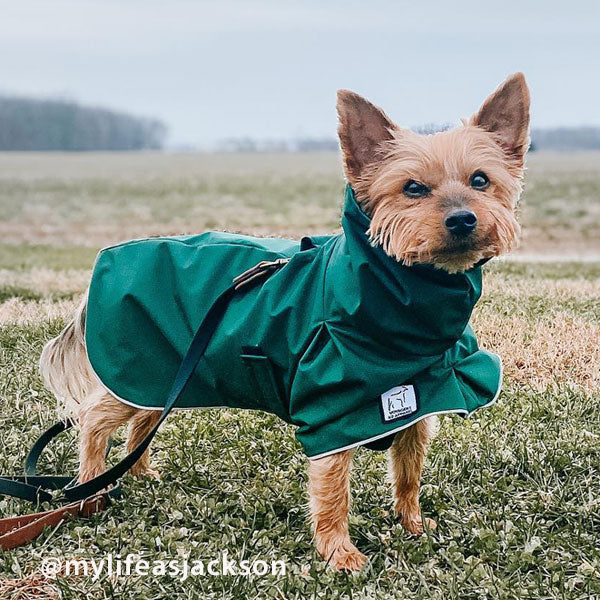 Trade In Eligibility - Yorkshire Terrier Raincoat