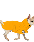 Chihuahua Raincoat