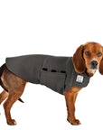 Beagle Tummy Warmer - Voyagers K9 Apparel