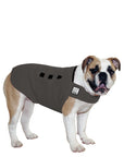 English Bulldog Tummy Warmer - Voyagers K9 Apparel