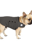 French Bulldog Tummy Warmer - Voyagers K9 Apparel