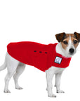 Jack Russell Terrier Tummy Warmer - Voyagers K9 Apparel