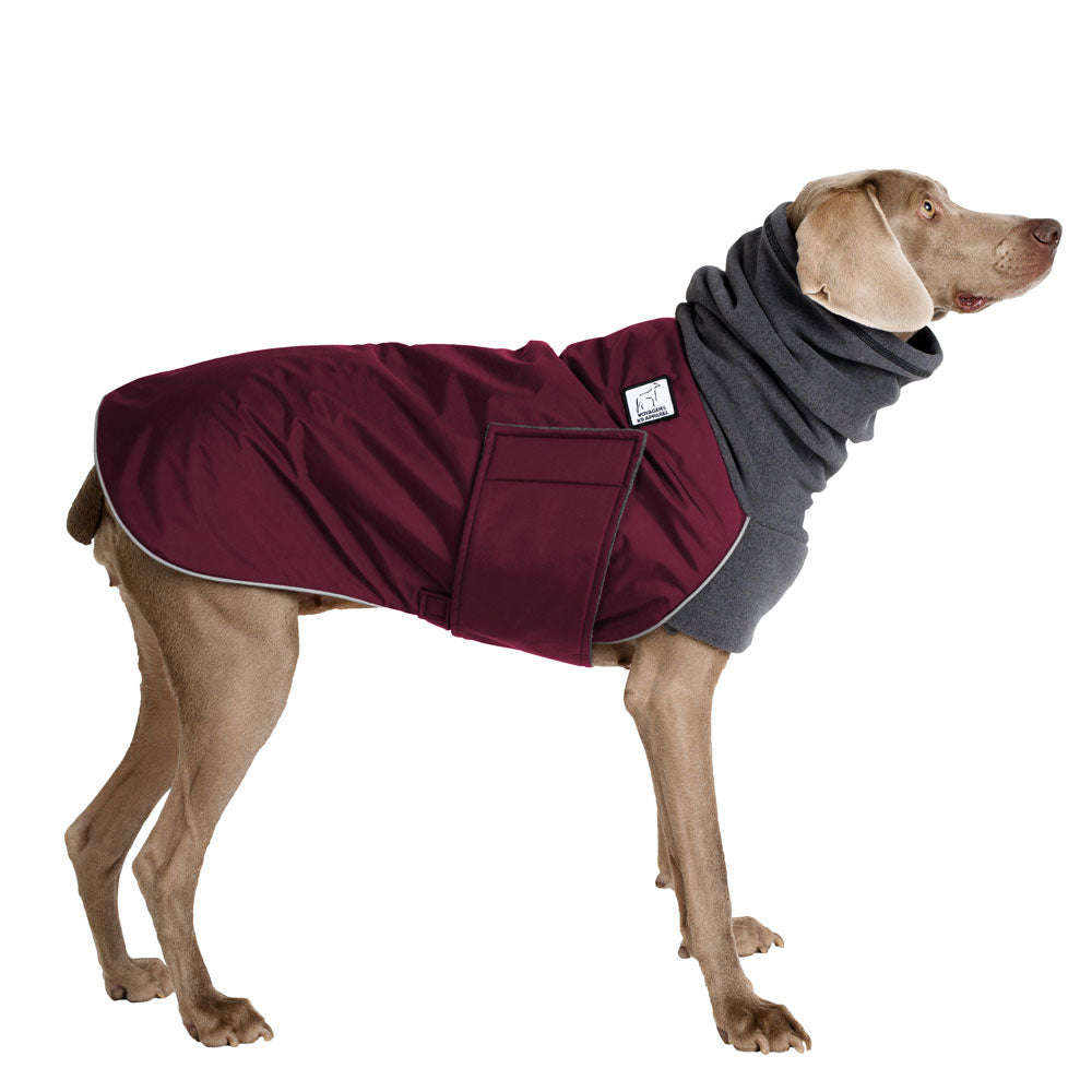 Weimaraner winter clearance