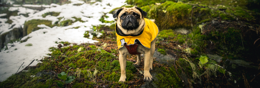 Does My Dog Need A Raincoat?