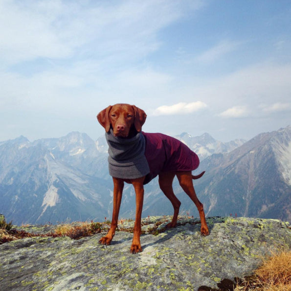 Top 10 Dog Friendly Nationals Parks in the US