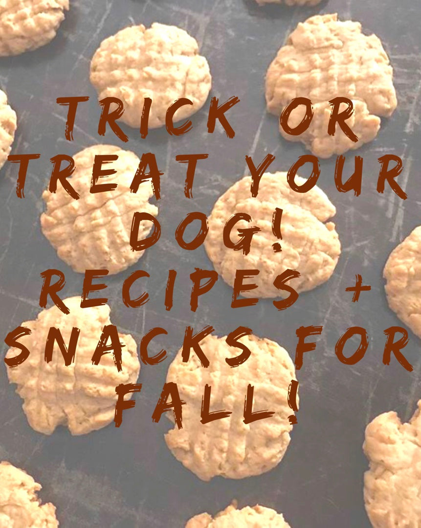 Trick or TREAT your dog! Recipes + Snacks for Fall