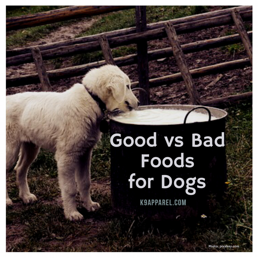Good vs. Bad Foods for Dogs