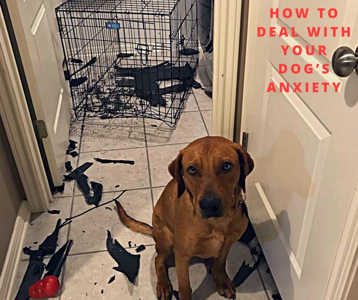 How to Deal with Your Dog's Anxiety