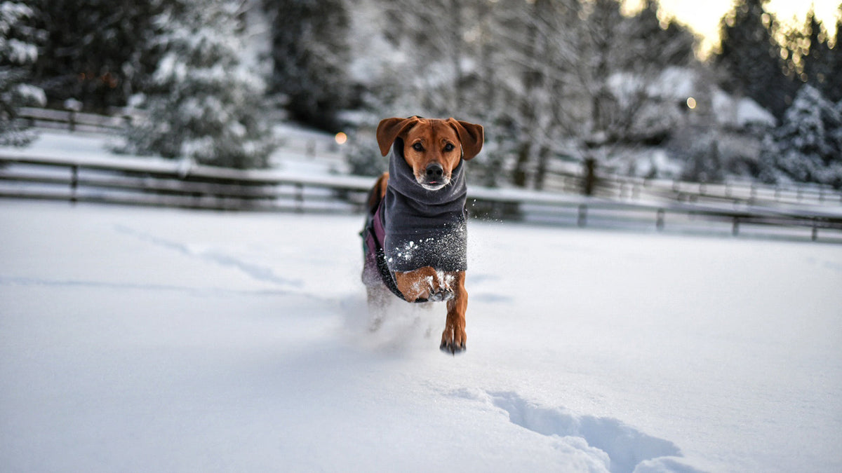 How Do Dogs Regulate Temperature?