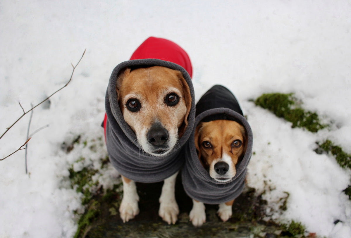 Beagle Dog Gear