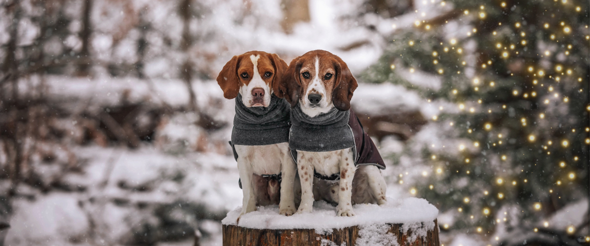 Beagle Dog Gear