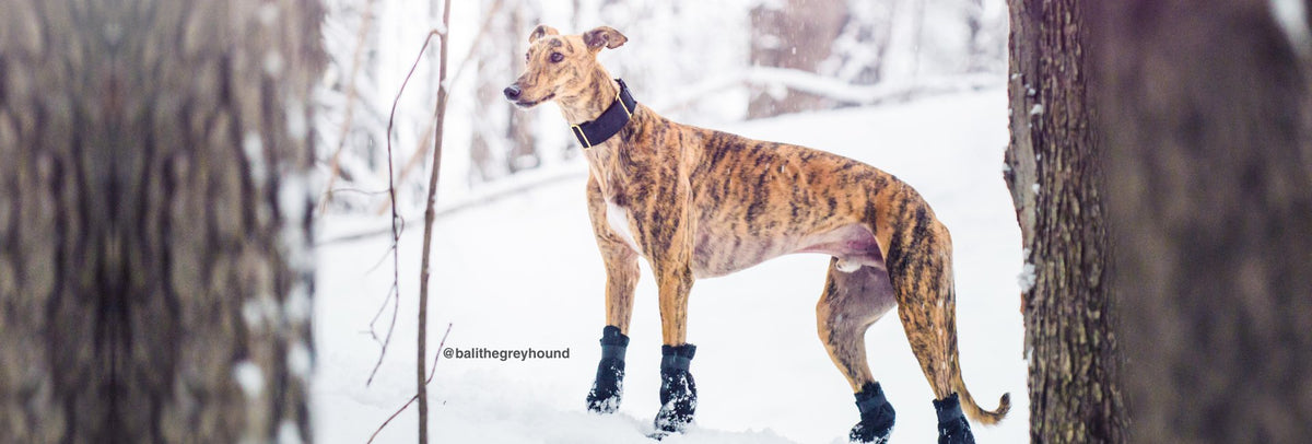Voyager Dog Booties