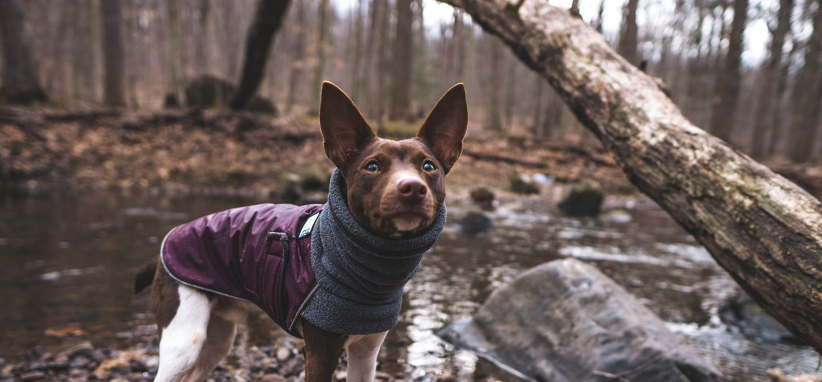 Rat Terrier Dog Gear