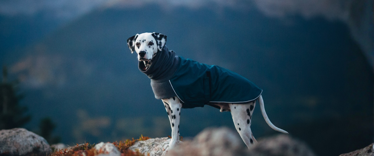 Dalmatian Dog Gear