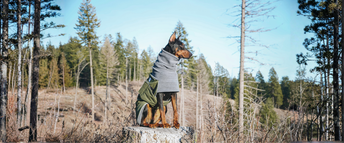 Doberman Pinscher Dog Gear