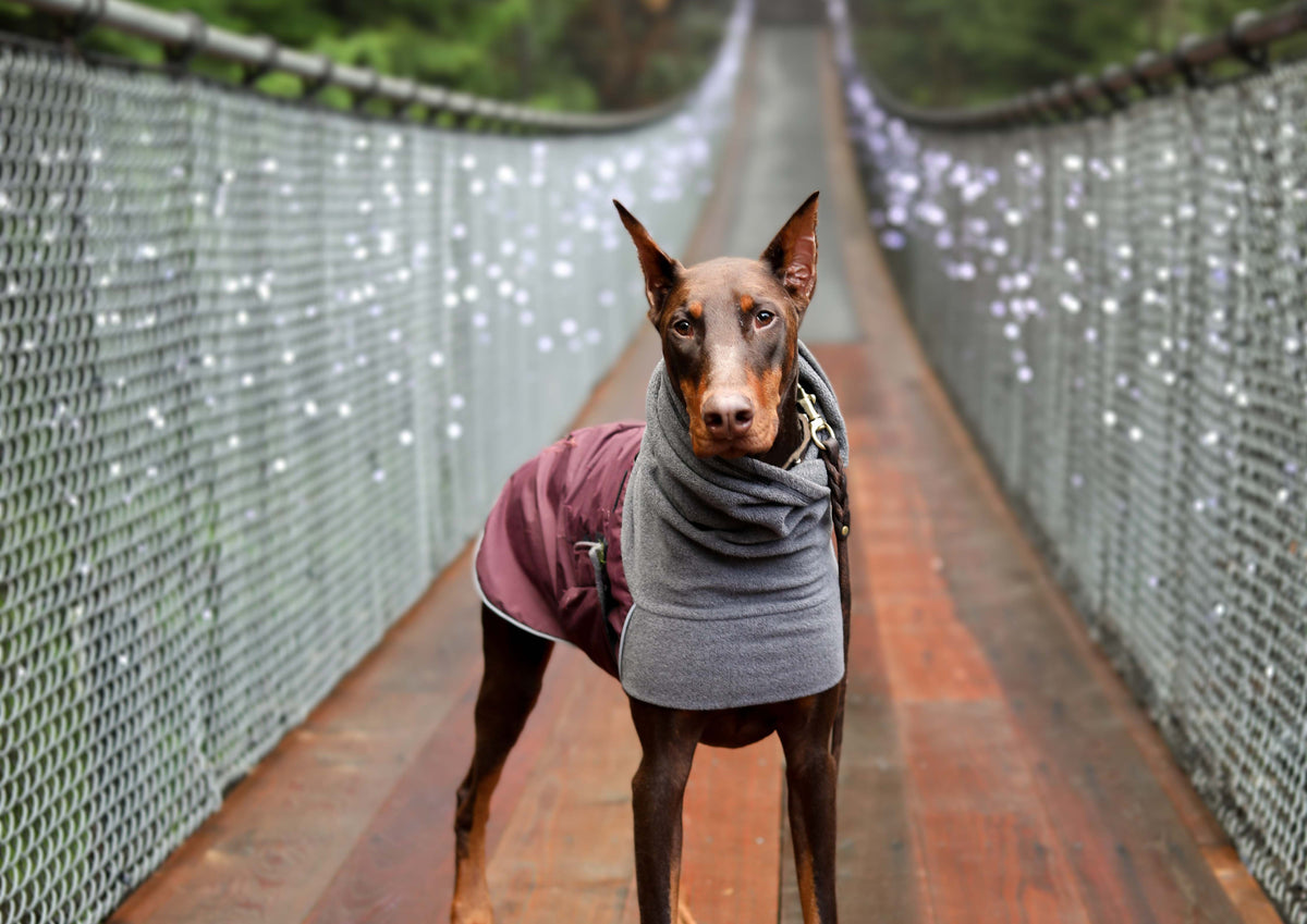 Doberman Pinscher Dog Gear