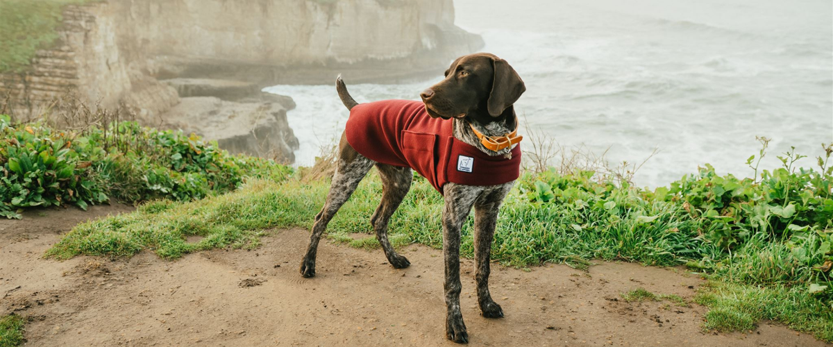 German Shorthaired Pointer Dog Gear