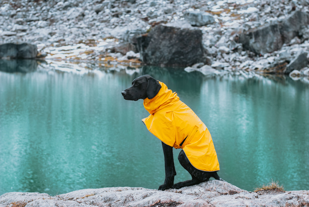 German Shorthaired Pointer Dog Gear