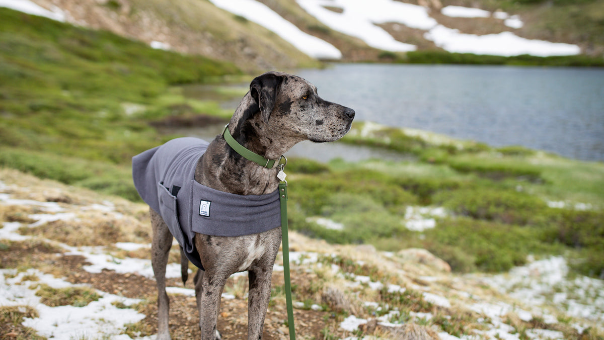 Great Dane Dog Gear