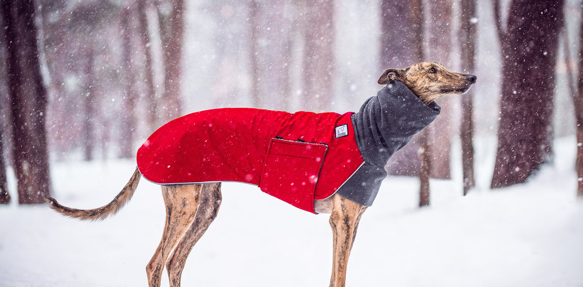 Greyhound Dog Gear