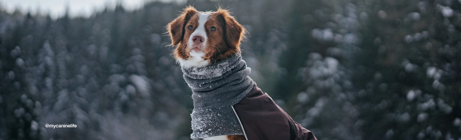 Made-to-Measure Custom Dog Coats