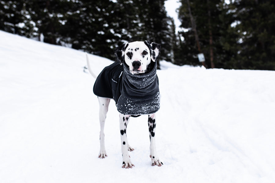 Dalmatian Dog Gear