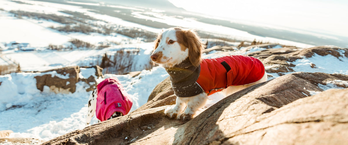 Miniature Dachshund Dog Gear