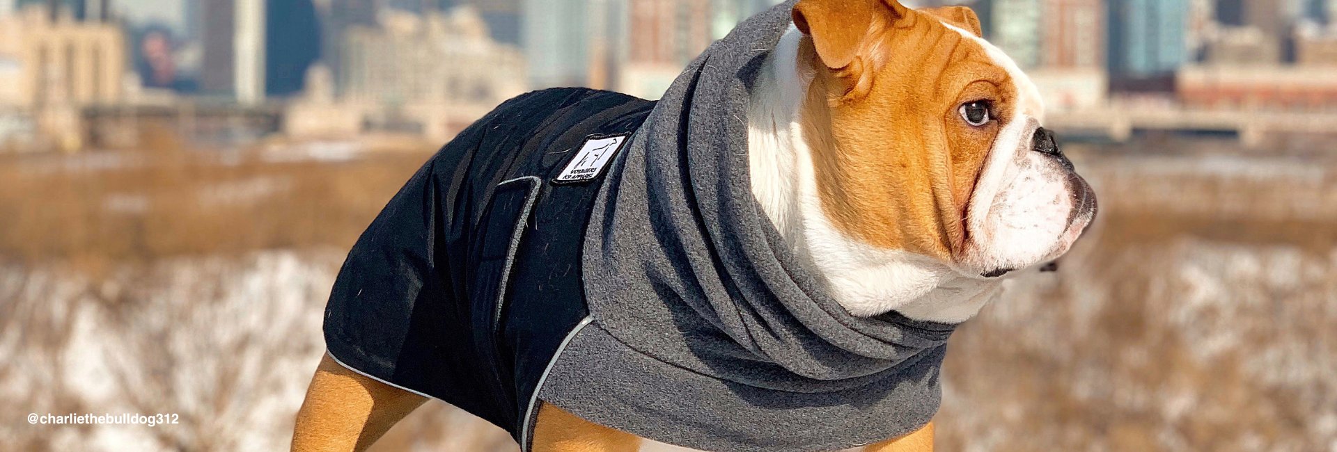 English Bulldog Dog Gear