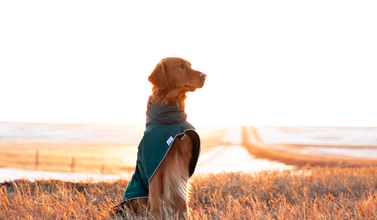 Golden Retriever Dog Gear