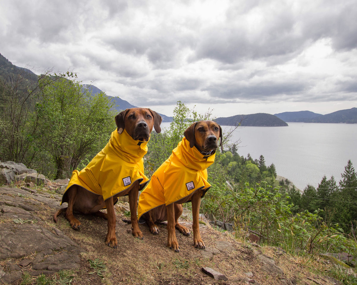 Rhodesian Ridgeback Dog Gear