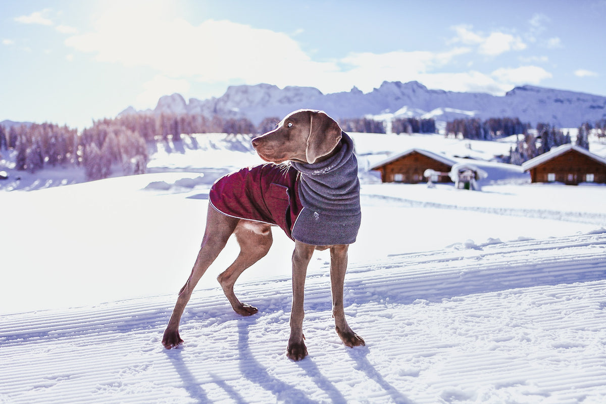 Weimaraner Dog Gear