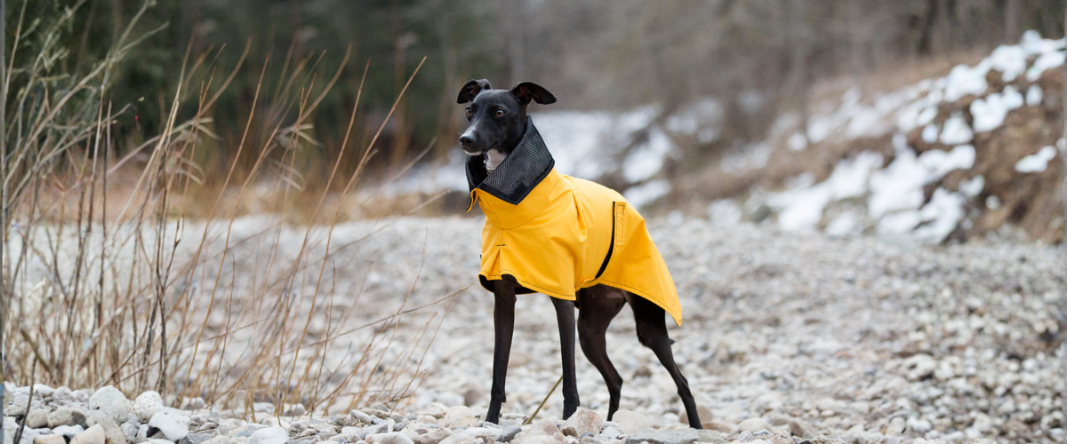 Italian Greyhound Dog Gear