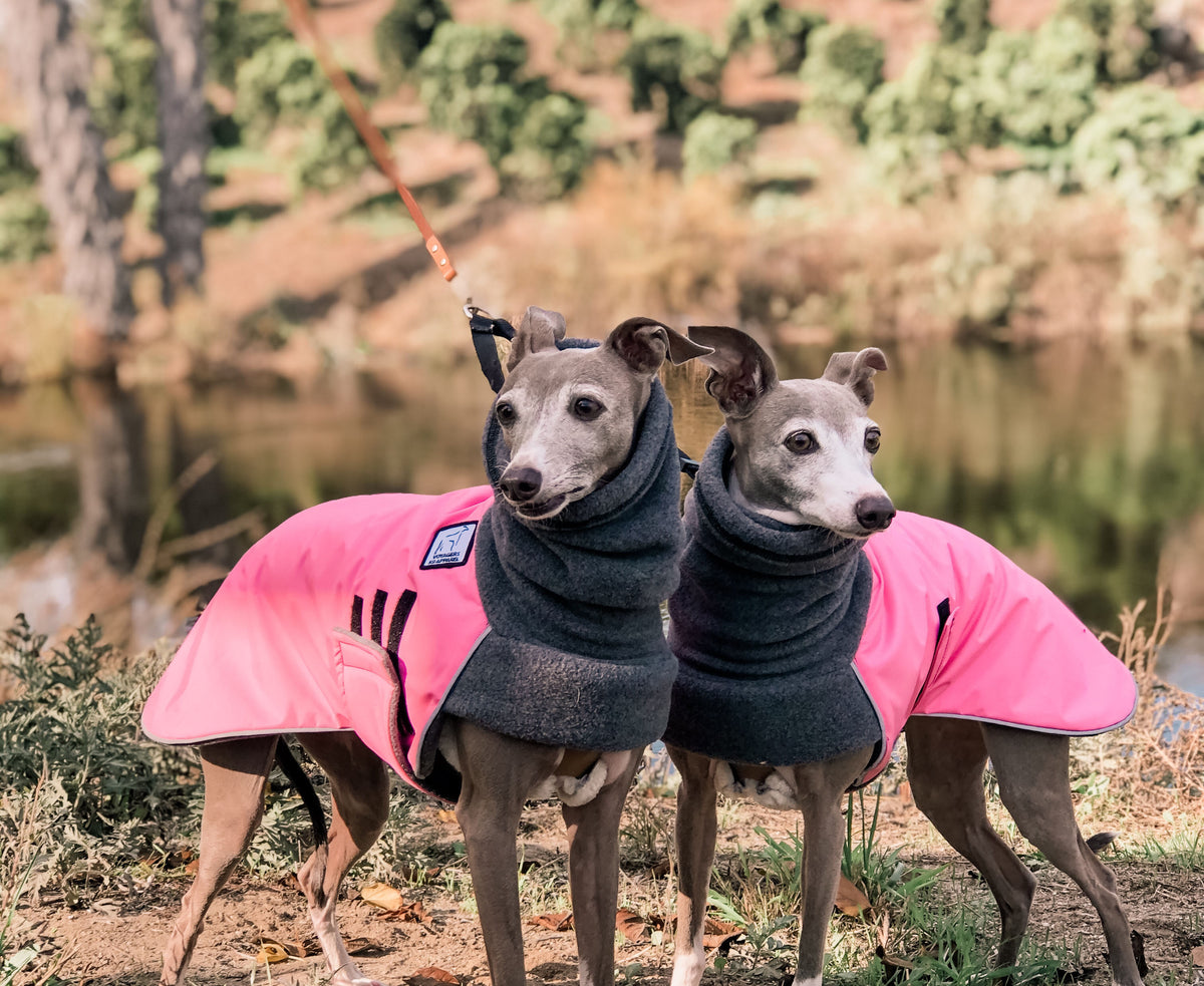 Italian Greyhound Dog Gear